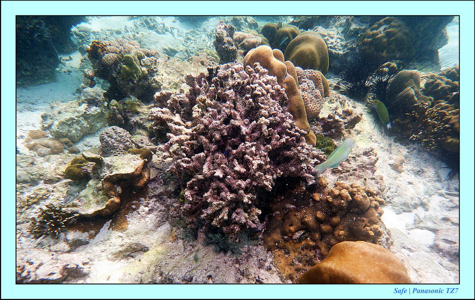 2011 - 07 - Koh Lipe 66